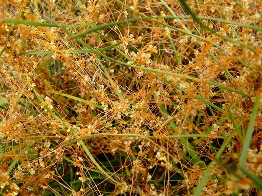 {Cuscuta harperi}
